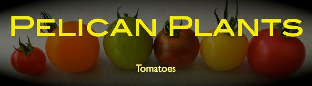 Pelican Plants: Growing Tomatoes and Peppers
